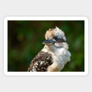 Laughing Kookaburra Portrait, Maleny Queensland Sticker